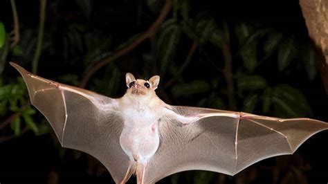 為什麼蝙蝠會飛進家裡